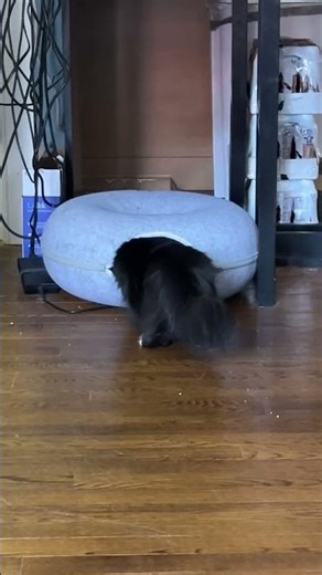 Stella exploring her new cat bed 😹 (but like all little ones, they must play it cool in front of