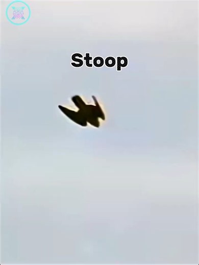 390 KM/H! Meet the Fastest Animal in the World #facts