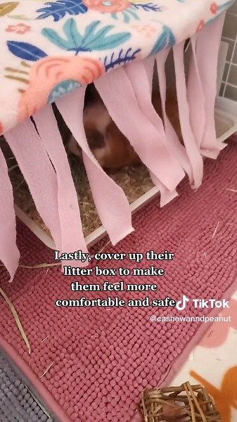 Guinea Pig Litter Training Tips: Encourage Proper Use of Litter Box