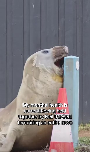 Neil the Seal theme song & viral moments