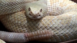 Serpente Animal Selvagem - Free video on Pixabay