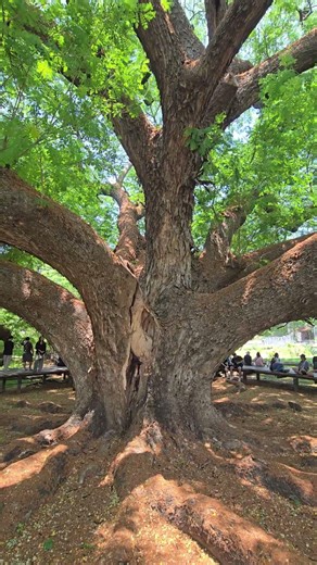 the Giant Raintree (Monkey Pod Tree) in Kanchanaburi Thailand