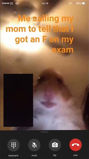 Hamster Behaviors & Sounds Explained (What Your Hamster is Telling You)