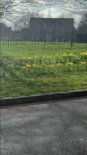 The First Signs of Spring 🌼 Fields of Golden Daffodils