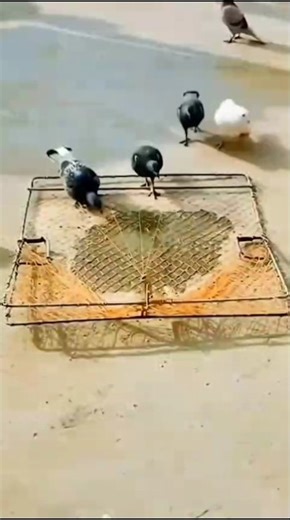 The Most INSANE Birds Catching Prey #chicken #birdmaster #birds #pets #food #animals #birdhunting