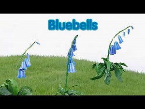 Teletubbies 17th Anniversary: Bluebells (2013)