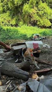 My cat Yolly is bothering me while I'm making firewood | Yolly