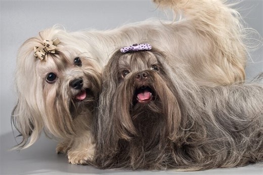 Is the Russian Tsvetnaya Bolonka Right for You?