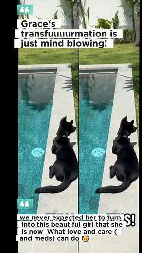 Thank you for saving this dog.. 💔 #dog #dogrescue #animalrescue #doglife #puppy #dogs #dogsofinstagram | Saving Shelter Dogs from Euthanasia