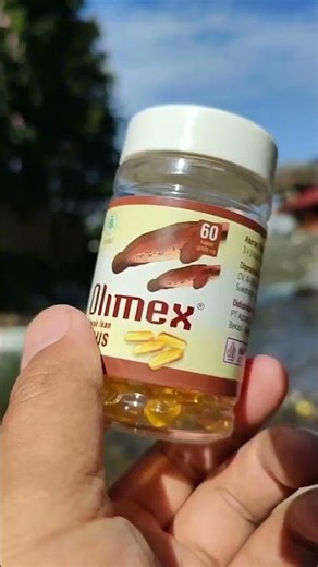 Olimex Kapsul Minyak Ikan Gabus Asli Original #olimex #olimexkapsul #minyakikangabusolimex