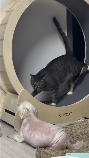 So Cute… So Dumb 😂🐱 – Funny Cats #190