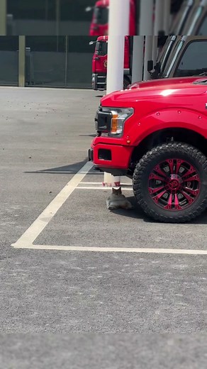 Funny Cat Video Compilation: Slim Cat Shenanigans