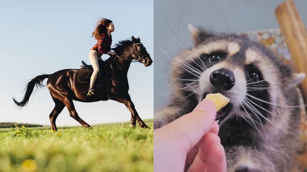 Surprising Wild Encounters That Are Incredible Fun