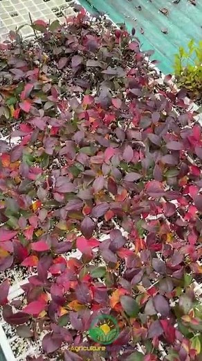 How To Root Blueberry Cuttings || #shorts