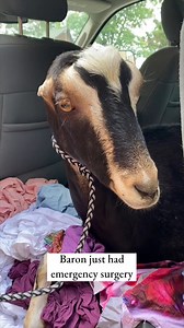 After an emergency surgery, Baron Von Goat could use your well wishes! He had crystals in his bladder, which is not uncommon for male goats but can be very painful, so we rushed him to the hospital to have the blockage removed. Back home at #TheGentleBarn Missouri, he's healing well and in good spirits but antsy to recover and get back to what he loves best—playing with his giant bouncy ball! Thank you for keeping Baron's speedy recovery in your thoughts ❤️ | The Gentle Barn