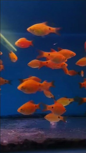 #The Vibrant Charm of Rosy Barb Fishes