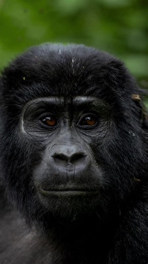 Gorilla trekking Trips in Bwindi with Katland Safaris This is what adventure feels like. Step into the heart of Bwindi Impenetrable Forest and come face to face with the world’s endangered mountain gorillas. This is more than a safari—it’s a once-in-a-lifetime encounter that will change the way you see nature forever. Trek through ancient rainforest, feel the thrill of the wild, and witness gorilla families in their natural home. With Katland Safaris, every step is guided, safe, and unforgettabl