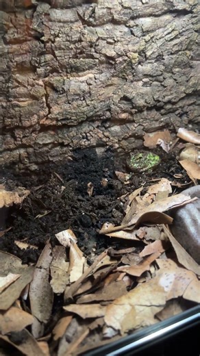 Pacman Frog Finally Out of His Burrow | Project Little World
