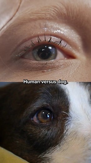 Dog VS Human : Who has better vision??