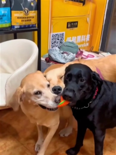 Funny animals 😂😂 #funnyanimals #cat #dog #fyp #catsoftiktoks #funnycat #funnydog #foryour #pets