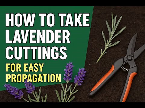 How to Take Lavender Cuttings for Easy Propagation | Step-by-Step Guide