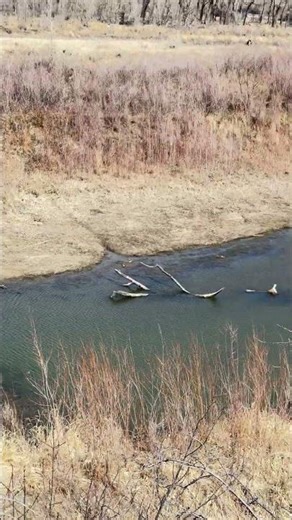 What Beavers Really Do for the Environment (Amazing to See)