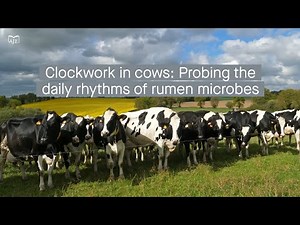 New insights into the daily dynamics of rumen microbial communities