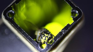 Artificial Intelligence Powers A Wasp-Killing Machine