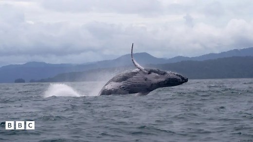 Animal migrations: Scientists stunned by humpback whale's journey