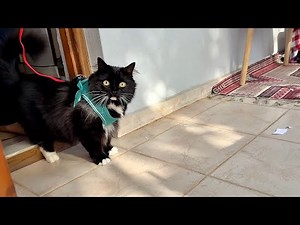 Cats Explore the Balcony for the First Time 猫たちの初めてのバルコニー探検