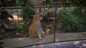 Macaco, Mammal, Primate