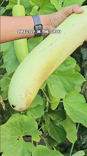 Harvesting Bottle Gourds (Lauki): Late Summer to Fall Gardening Tips!