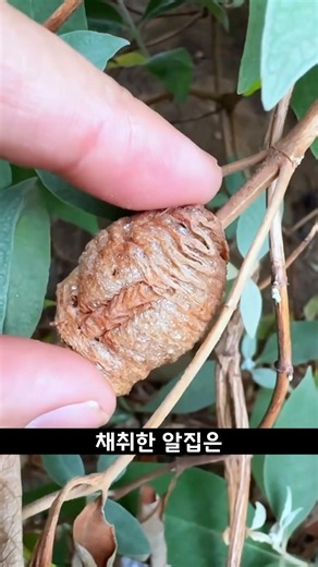 사마귀 알집을 주워가던 진짜 이유
