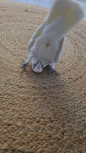 6.1K views · 464 reactions | Eddie's Flight Club on Reels | Facebook