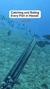 Catching and Rating Every Fish in Hawai’i part 55: Uku | Islandcatchandcook