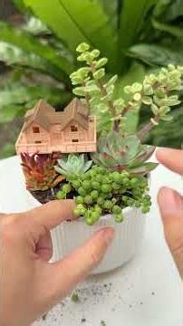 How to Make a Miniature Succulent Garden (Step-by-Step) 🪴✨