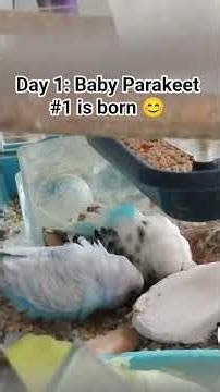 Baby Parakeet #1 is here ... first egg has been hatched