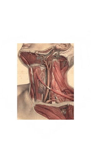 circulatory system #anatomy #fyp #aesthetic #moodboard #targetaudience | anatomy