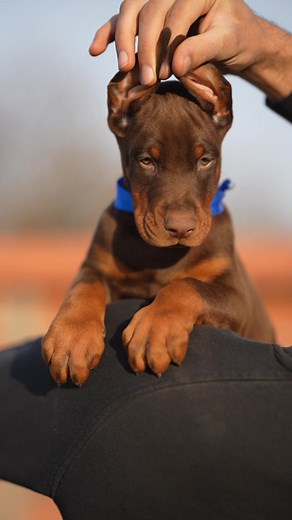 Dark Canine Doberman Kennel on TikTok