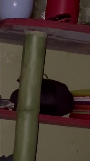 Hawaiian Cane Spider Silently Creeps Through Bedroom || ViralHog