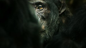 Watch Chimp Empire | Netflix Official Site