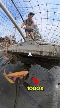 We Searched For A 1/100 GOLDEN FISH! #shorts