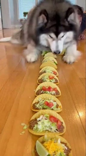 I’m Calling the POLICE… This Dog Is TOO FAST 💀💨