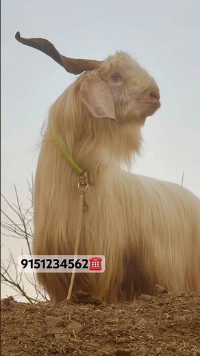 One of the most beautiful Kashmiri Goats at Exotic Goat Farm Padgha