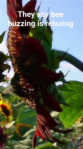 Bee Buzzing ASMR – Is This Sound Relaxing to You?