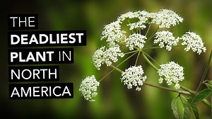 Water hemlock is considered the most toxic plant in North America. Some sources even consider water hemlock to be the most toxic plant in the Northern Hemisphere. As it turns out, water hemlock is not a single species. Water hemlock represents multiple species that all contain a potent toxin. This toxin disrupts the central nervous system and can lead to death if prompt treatment isn't given. I recently spent some time in the presence of two water hemlock species. If you're interested in learnin