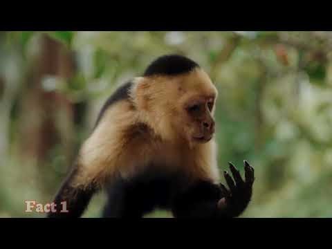 7 Fascinating Capuchin Monkey Facts