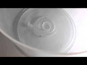 What do fleas look like?