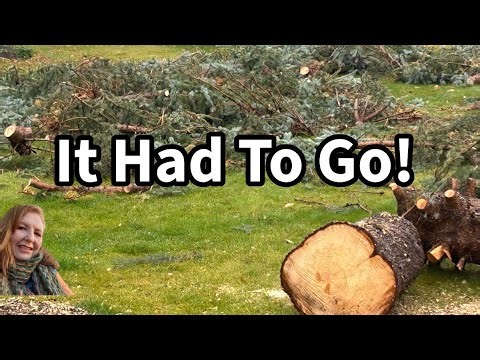 Goodbye, Spruce! What Happened to My Tree? #canadiangardener #garden