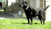 Black Labrador Retriever Dog barking